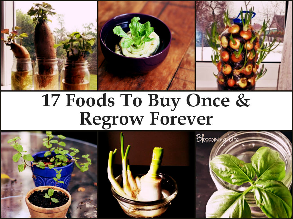 17 Foods To Buy Once And Regrow Forever