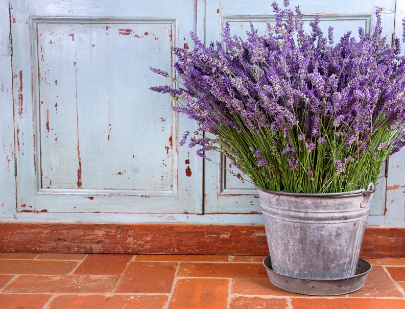 11 Fragrant Plants That Repel Mosquitoes