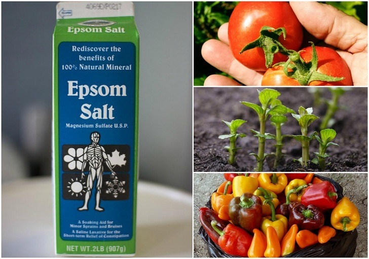 10 Incredible Uses For Epsom Salt For Plants & The Garden