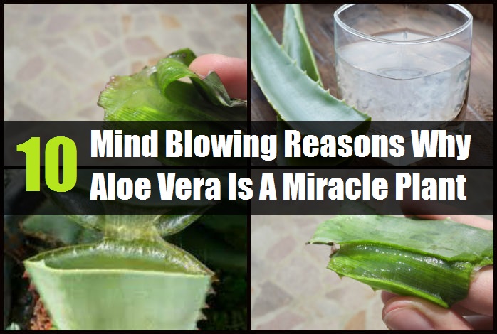 10 Mind Blowing Reasons Why Aloe Vera Is A Miracle Plant