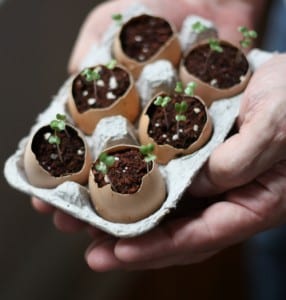 Plant Seeds In Eggshells