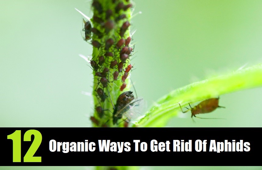 12 Organic Ways To Get Rid Of Aphids