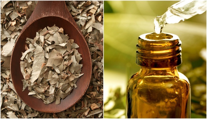 10 Reasons Every Home Needs A Bottle Of Eucalyptus Oil