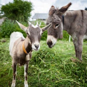 goats-and-donkeys-300x300.jpg