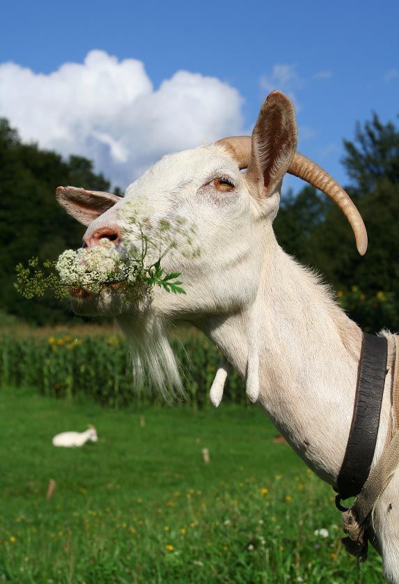 goats-grazing.jpg