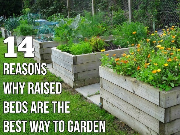 14-Reasons-Why-Raised-Beds-are-the-Best-Way-to-Garden.jpg