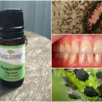 43 Unbelievable Peppermint Oil Uses For Health, Home & Beauty