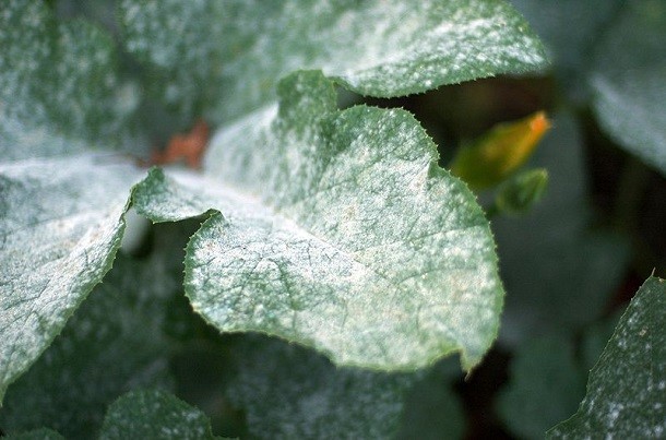 How do you get rid of white powder mold growing on plants using a vinegar mixture?