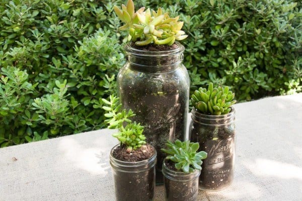 succulent planter in mason jar
