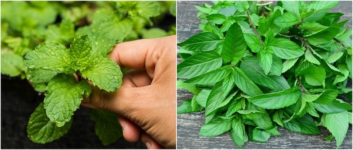 21-Out-Of-The-Ordinary-Ways-To-Use-Fresh-Mint-Leaves.jpg