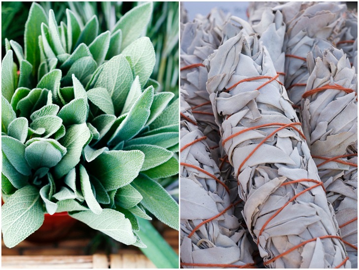4 Reasons To Grow Sage & 20 Brilliant Ways To Use It
