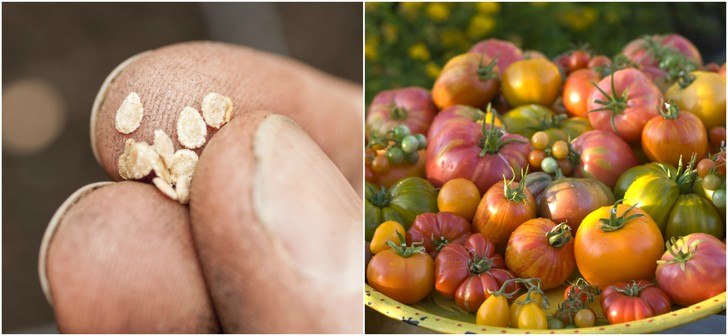 6 Reasons You Should Grow Heirloom Seeds & 6 Best Places To Buy Them