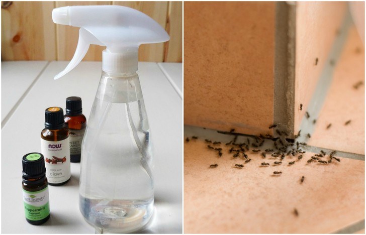 Homemade Ant Repellent Spray To Get Rid of Ants for Good