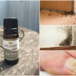 13 Uses For Tea Tree Oil That Will Change Your Life
