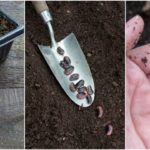 How To Save Seeds For The Most Productive Garden