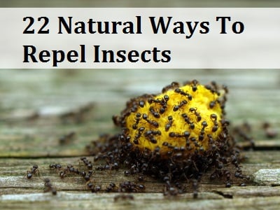 Natural Ways To Repel Insects Jijenge Holdings Ltd August 7 2017 By Admin