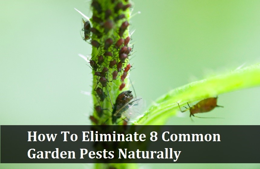 How To Eliminate 8 Common Garden Pests Naturally