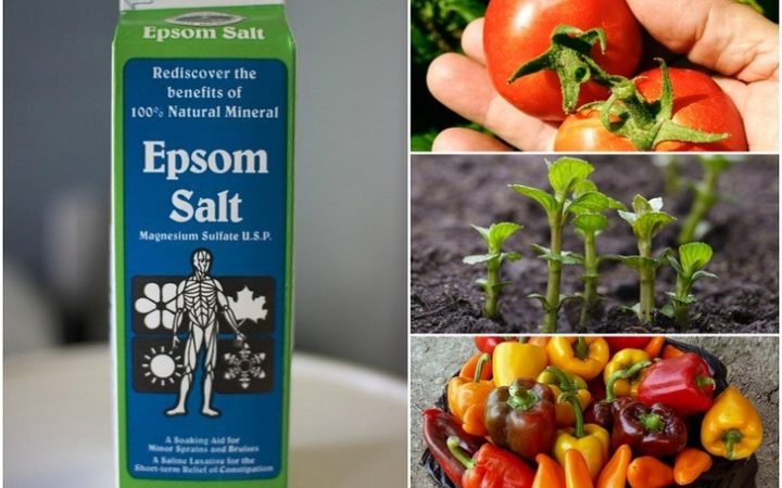 10 Incredible Uses For Epsom Salt For Plants & The Garden