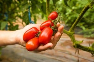 Grow Tastier Tomatoes with Epsom Salt