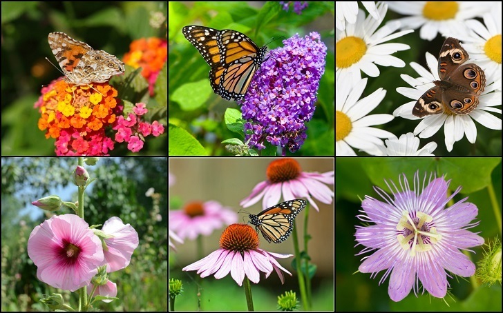 30 Beautiful Plants to Attract Butterflies to Your Garden