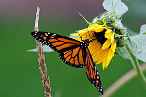 30 Beautiful Plants to Attract Butterflies to Your Garden