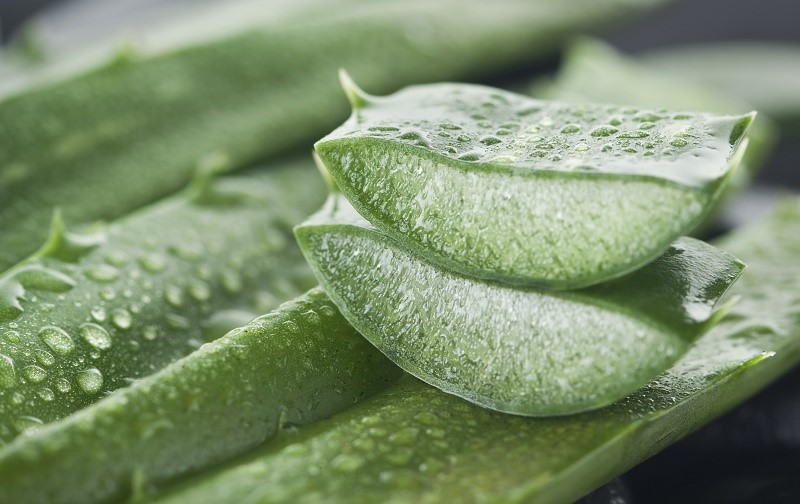 10 Reasons Why Every Home Should Have An Aloe Vera Plant
