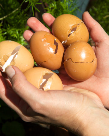 6 Convincing Reasons To Start Using Eggshells In Your Garden