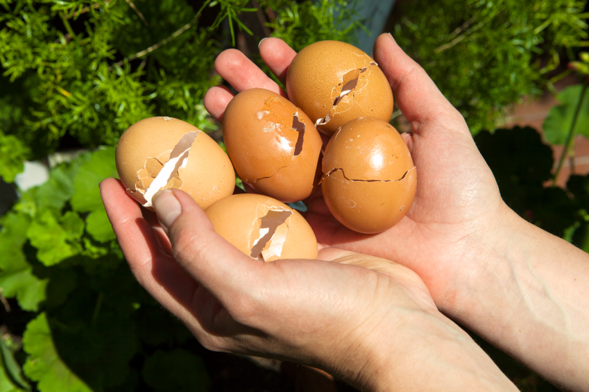 6 Convincing Reasons To Start Using Eggshells In Your Garden