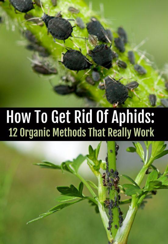 How To Get Rid Of Aphids: 12 Organic Methods That Really Work