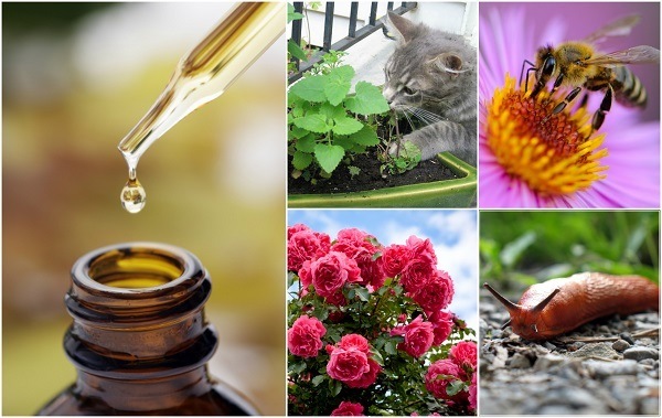 9 Clever Ways To Use Essential Oils In The Garden