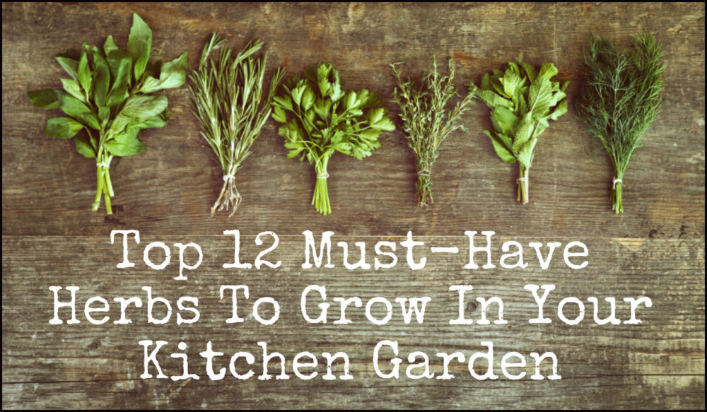 Top 12 Must-Have Herbs To Grow In Your Kitchen Garden