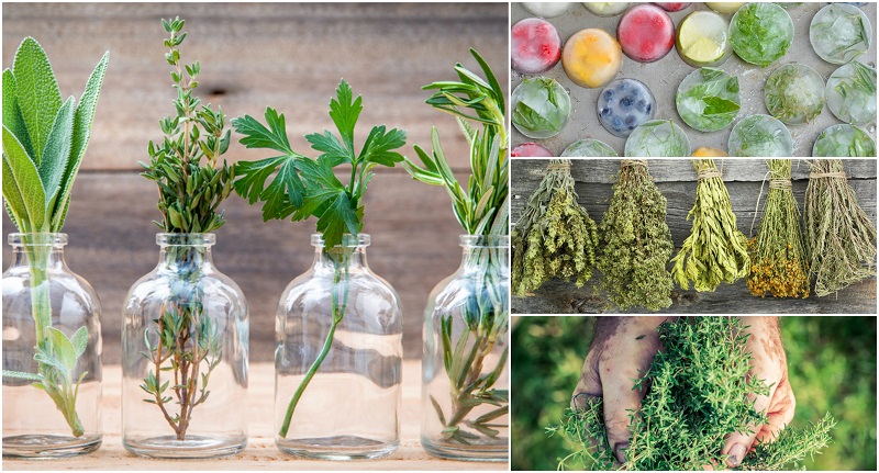 11 Secrets For Harvesting & Preserving Your Herbs To Use All Year Round