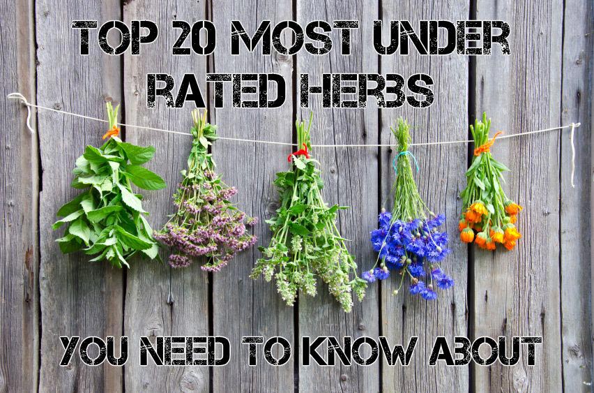 Top 20 Most Under-Rated Healing Herbs You Need To Know About