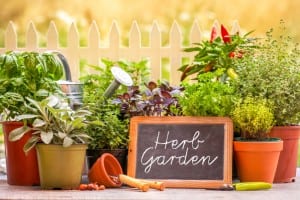 10 Genius Tips For Successful Organic Gardening