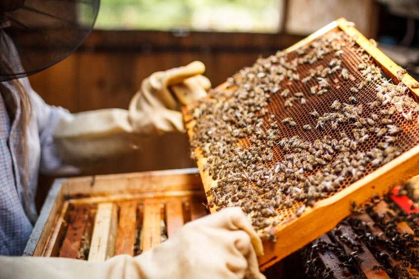 10 Brilliant Ways You Can Help Save The Bees