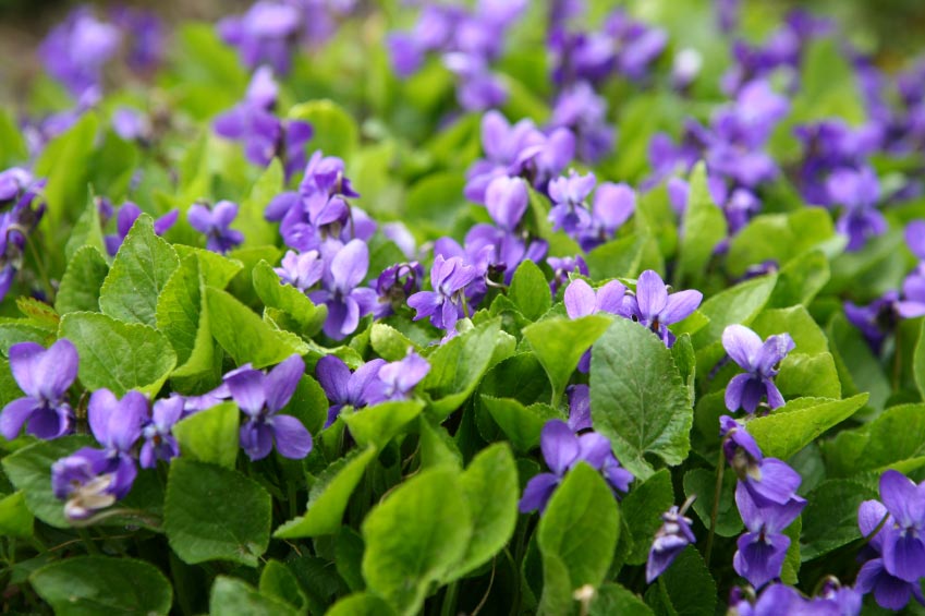 Wild Violets Viola