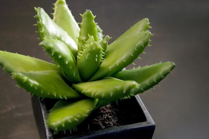12 Bedroom Plants To Purify The Air & Improve Your Sleep