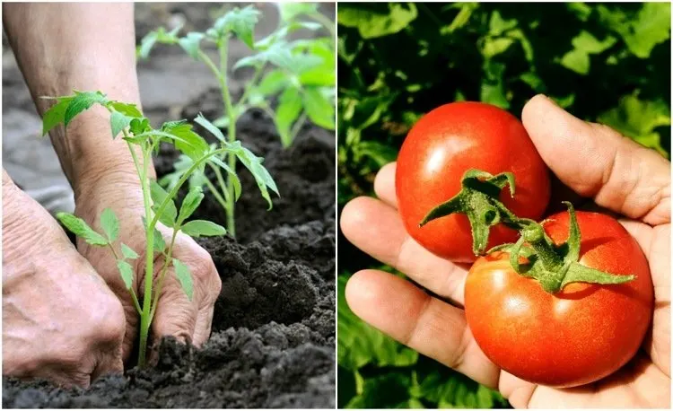 6 Secrets for Growing the Tastiest Tomatoes