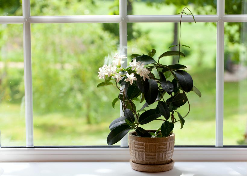 Top 5 Plants For Your Bedroom.