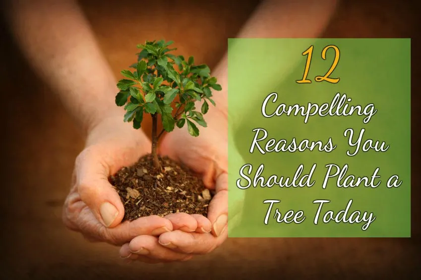 12 Compelling Reasons You Should Plant a Tree Today