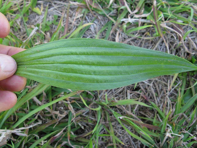 Plantain leaf
