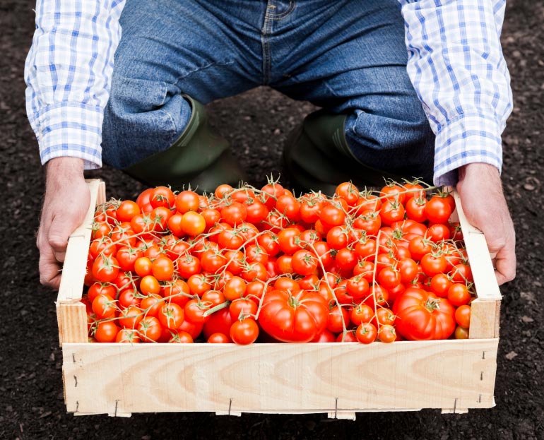 11 Pro Secrets for Growing the World's Sweetest, Tastiest Tomatoes