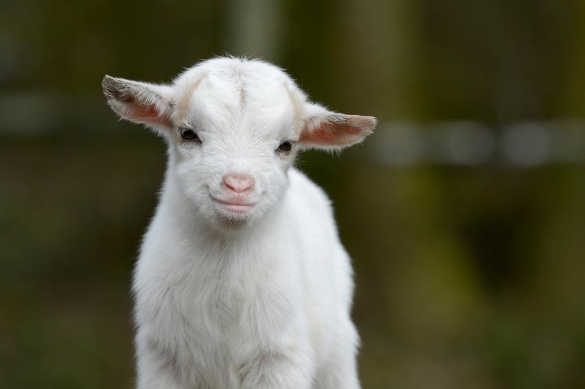20 Reasons Why Keeping Goats Will Change Your Life For The Better