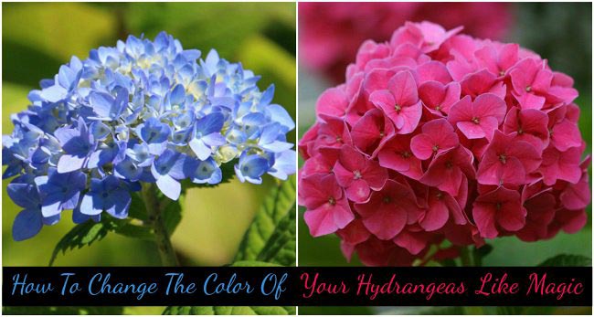 How To Change The Color Of Your Hydrangeas Like Magic