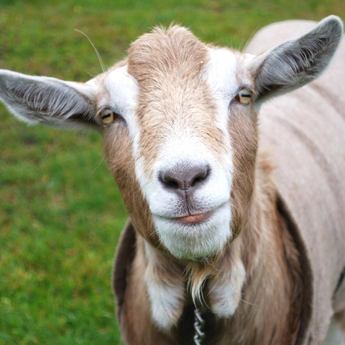 20 Reasons Why Keeping Goats Will Change Your Life For The Better