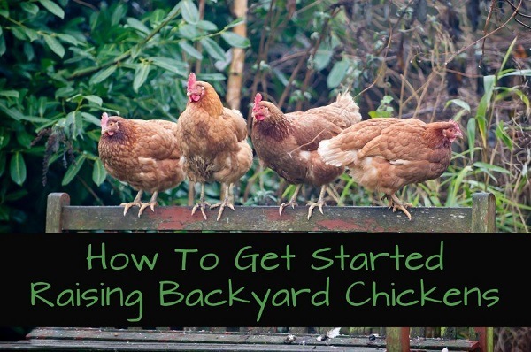 How to Get Started Raising Backyard Chickens