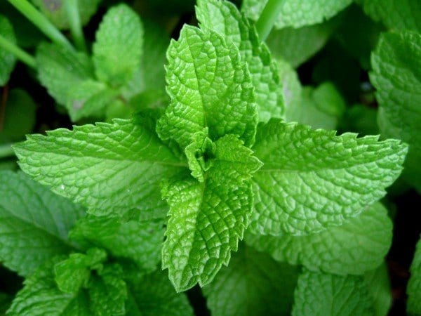 12 Herbs You Need To Grow In Your Medicinal Garden