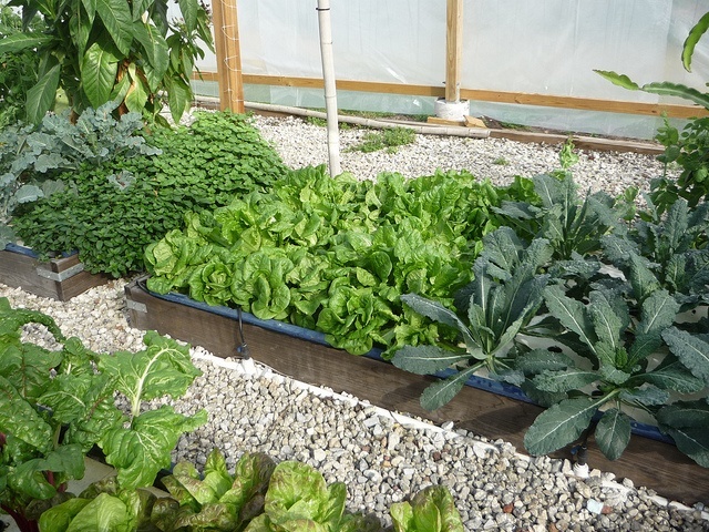 Aquaponics: How Anyone Can Grow 10 Times The Food In Half The Time