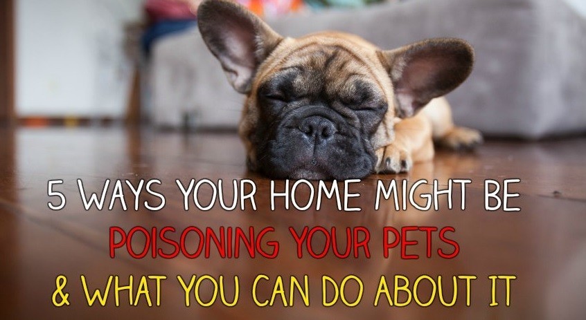 5 Ways Your Home Might Be Poisoning Your Pets & What You Can Do About It