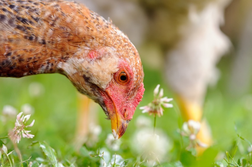 How To Grow Your Own Chicken Feed + Toxic Food They Should Never Eat